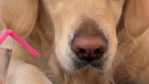 Funny And Cute Dog Video