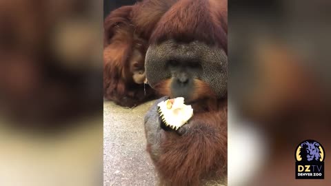 Denver zoo eats like an orangutan