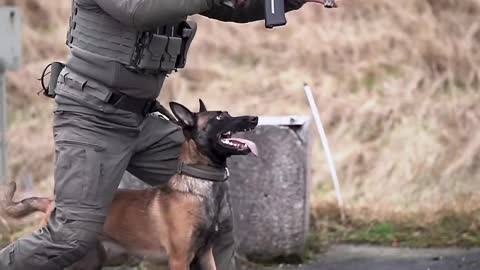 War Zone Tactics With Military Dog