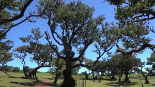 Fanal Forest, Madeira