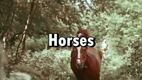 horse vs pony