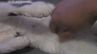 Petting My Cat ASMR