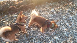 Two cute lil' Doggy's check out pebbles play at stunning sunset.
