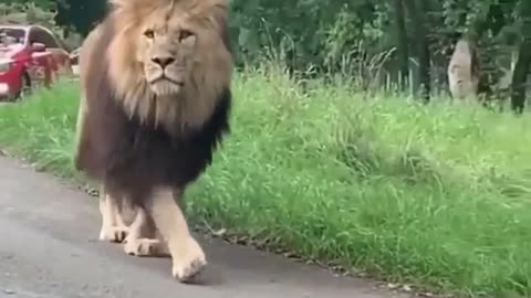 Lion cat