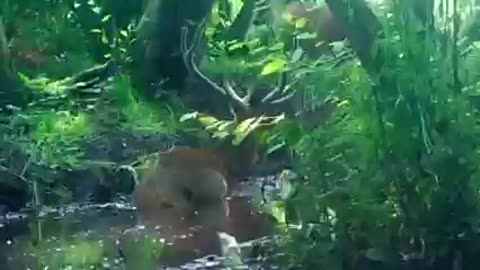 animal is bathing