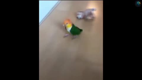 Rebel parrot