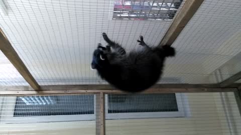 Raccoon on the ceiling