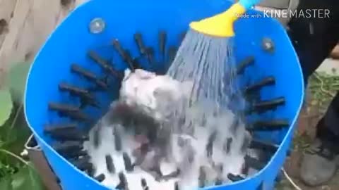 chiken cleaning with machine