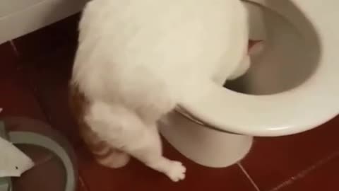 Funny kitty refuses to drink out of bowl, chooses toilet instead!