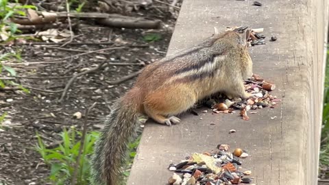 Mr Chipmunk aka puffy cheeks