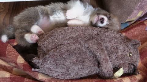 Puppy Corgi Sleeping Toy Sleeping Foot Welsh Corgi