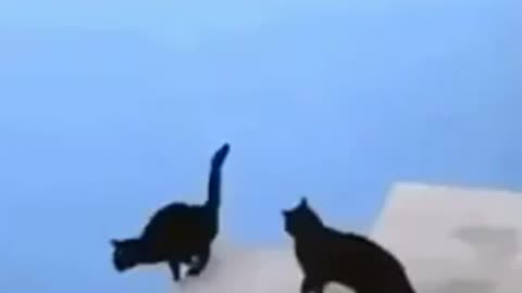 Cat funny video animal video tik tok video pet and animal short funny video