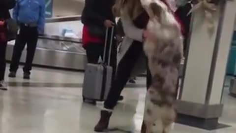 Super excited dog reunites with owner after four months