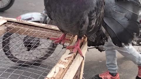 Cute Pigeon Pet By Kingdom Of Awais