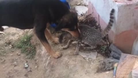 Dog And Cat Playing Funny Video😂😅😃