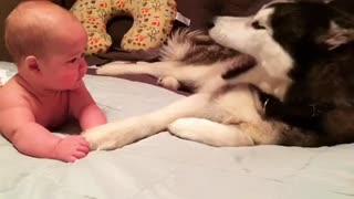 Husky gives loving embrace to new baby addition
