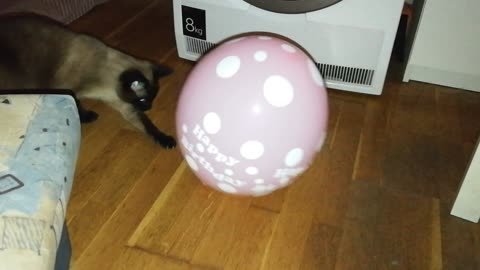 cat and the baloon