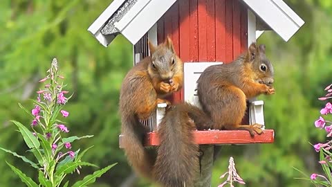 Beautiful Squirrels eating Food
