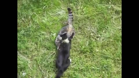 cat fight one crazy fighting cats compilation video