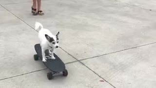 White chihuahua rides skateboard down driveway