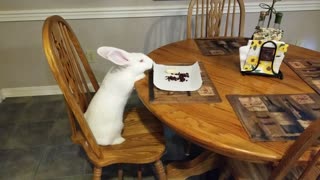 Dining with Casper