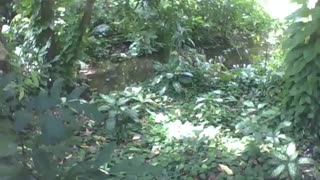 No meio da floresta no parque, há um pequeno rio em torno das árvores [Nature & Animals]