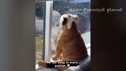 "🤣 Funny Animal Shenanigans: Watch These Silly 🐾 Creatures in Action!