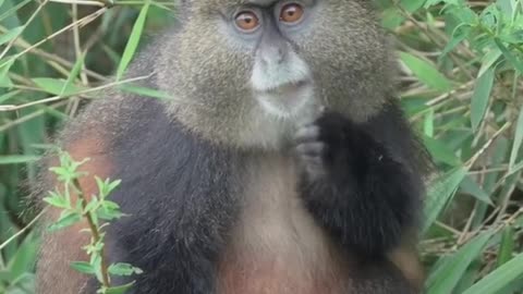 Finally Saw the amazing golden monkey in Rawanda