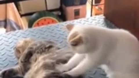 videos chistosos de gato