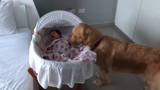 Sweet Golden Retriever soothes crying newborn baby