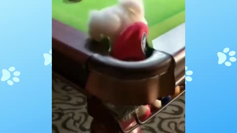 Puppy on the pool table