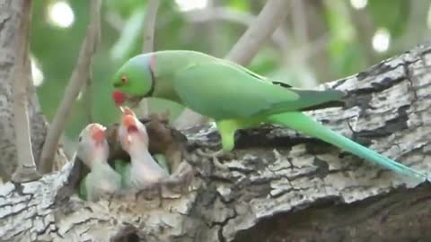 A Parrot Feeding It's Two Little Babies