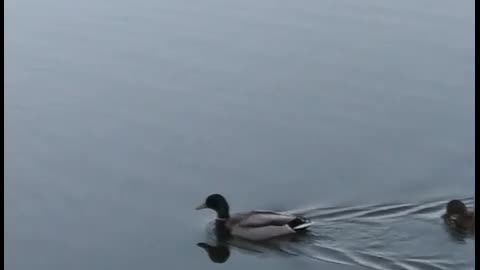 Common moorhen and mallards