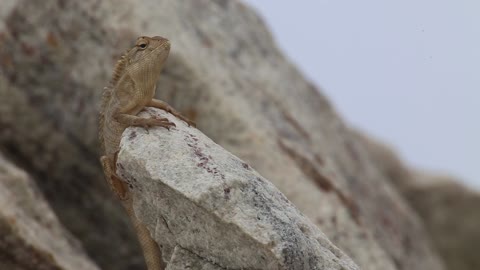 Lizard on a rock in the sea