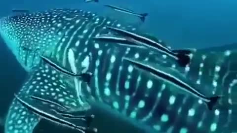 Whale shark