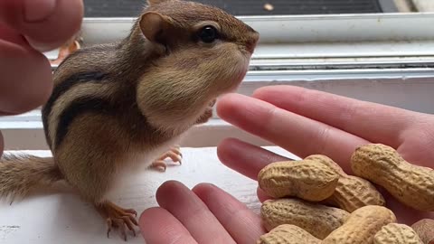 Chipmunk Fed A Feast