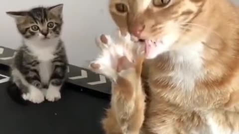 funny cat video short catevideo