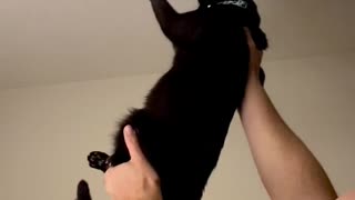 Cat and Owner Team Up against Pesky Fly