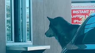 Patient Husky Gets His Daily Puppuccino