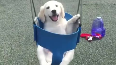 Funny dog smiling and playing