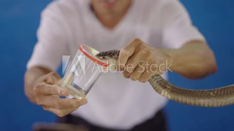 Here is the video of Irula Community extracts snake venom