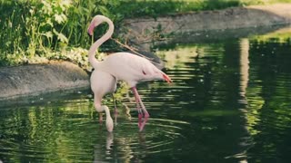 See the beautiful flamingos