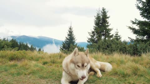 "Laugh Out Loud with Hilarious Dog Cuteness"