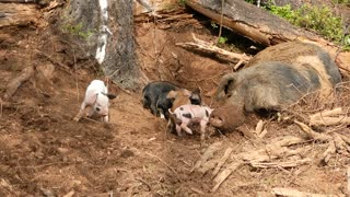 Saddle's Piglets