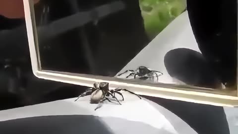 A spider reaction when it sees itself in mirror [ Spider Dance ]