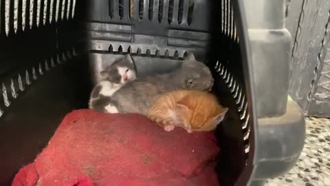 Newborn cute kittens and Mother Cat. 😍❤