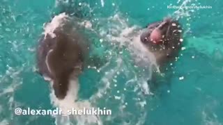 Music dolphins sticking their tongues out in slow motion