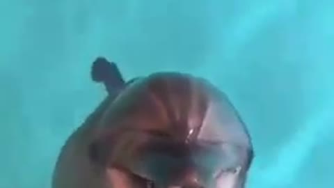 Enjoy the sound of the dolphin laughing