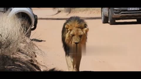 Sleeping lions cause traffic jam in South African wildlife preserve