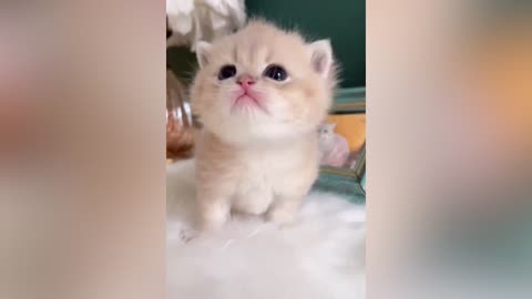 A one-month old kitten
